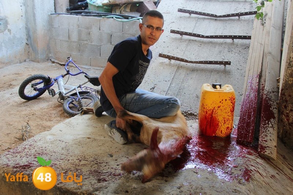 dabe7 ludj31 (76).JPG